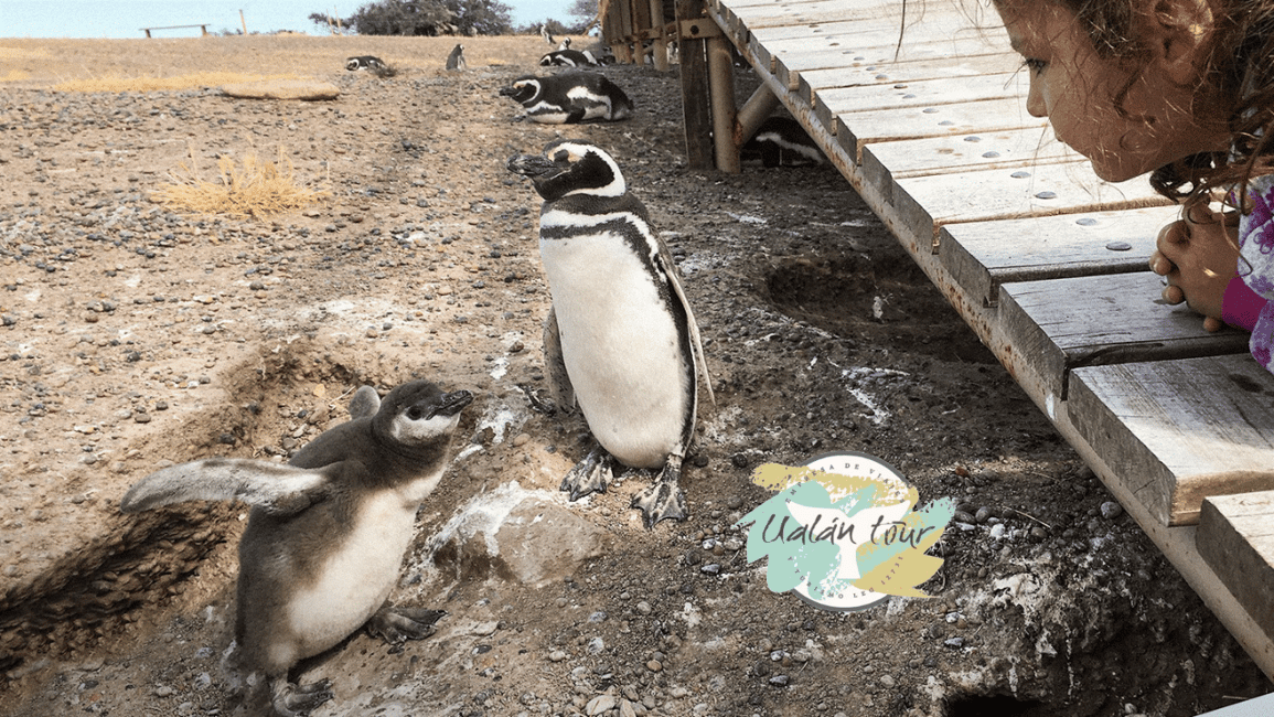 Bild Nr. 7 von Puerto Madryn: Punta Tombo Landausflug für Kreuzfahrtgäste Aktivität in Chubut Provinz, hochgeladen vom Anbieter