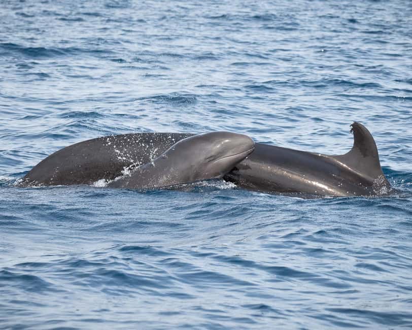 Bild Nr. 12 von Faro: Delfin- und Wildtierbeobachtung im Atlantischen Ozean Aktivität in Algarve, hochgeladen vom Anbieter