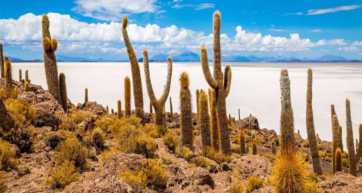 image n.8 of From San Pedro de Atacama |4-day tour to the Uyuni Salt flat activity in Potosí, uploaded by supplier