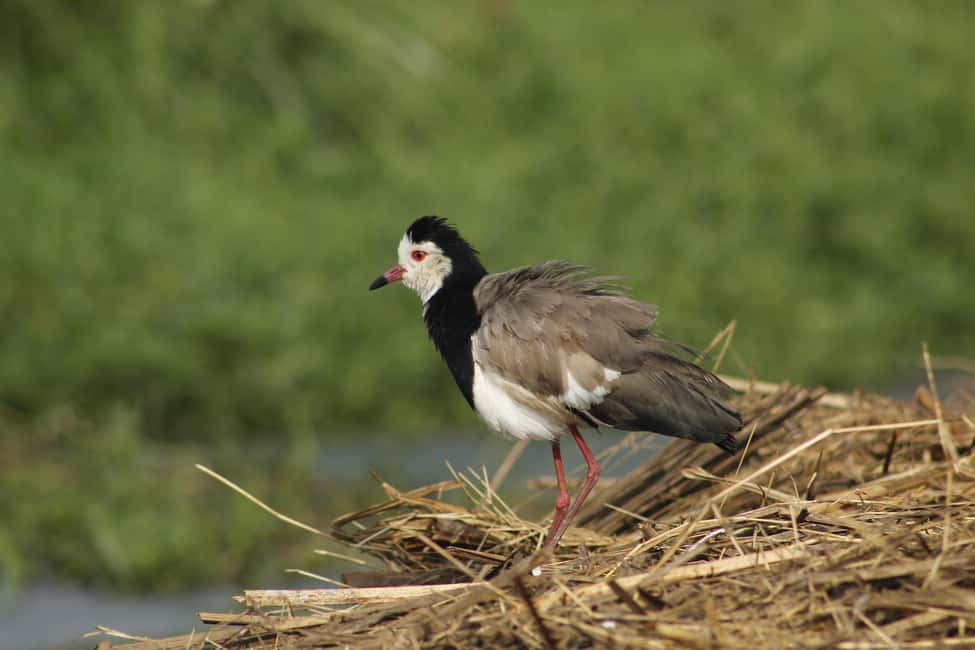 image n.2 of Rwanda: Birdwatching Tours with remarkable landscapes view activity in Western Province, Rwanda, uploaded by supplier