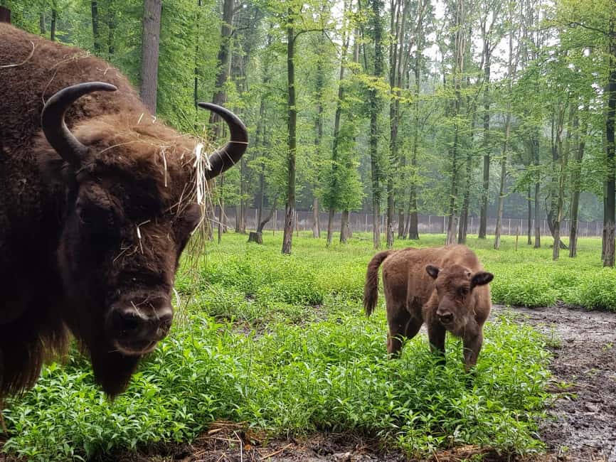 Immagine nº 6 di Da Cracovia: Escursione al castello di Pszczyna e alla riserva dei bisonti attività a Pszczyna, caricata dal fornitore