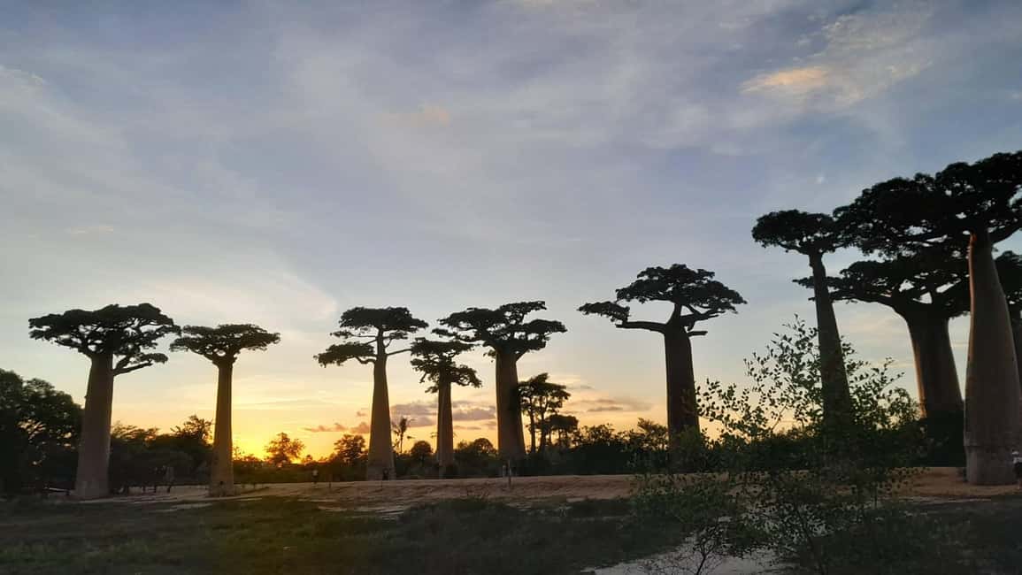 Bild Nr. 9 von 5-Tage ab Tana: Tsiribihina Fluss Kanu & Baobab-Allee Aktivität in Dorf Kirindy, hochgeladen vom Anbieter