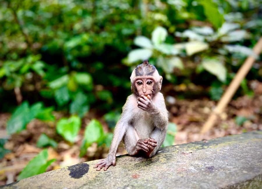 image n.9 of Ubud: Sacred Monkey Forest Sanctuary Ticket and Guided Tour activity in Ubud, uploaded by supplier