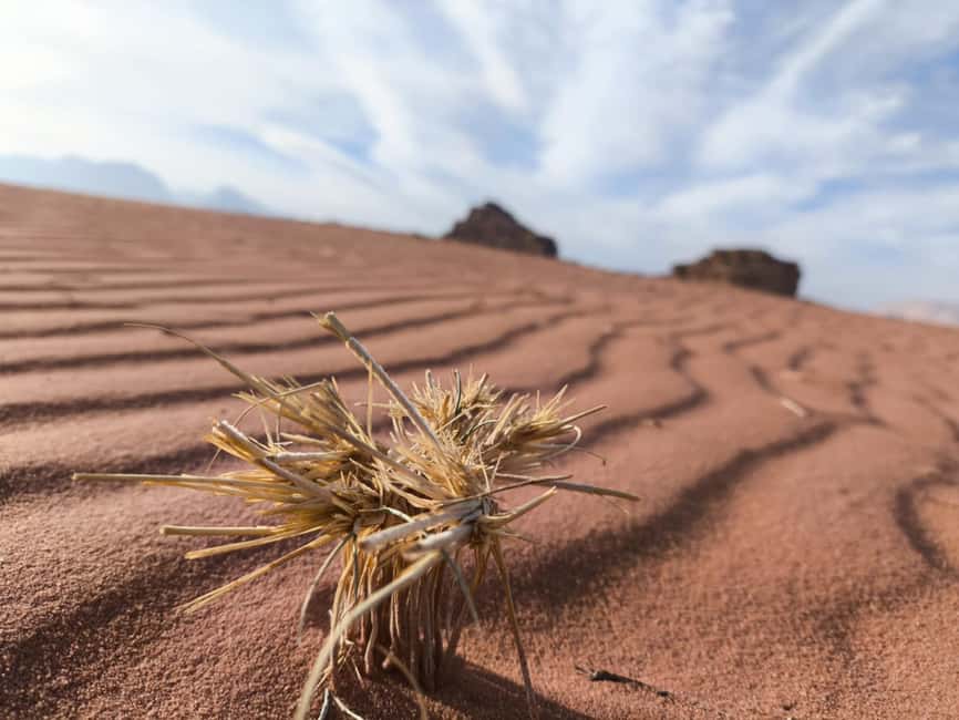 bild nr.8 av WADI RUM: Halvdagsutflykt i JEEP på morgonen eller i solnedgången aktivitet i Akaba, uppladdad av arrangören
