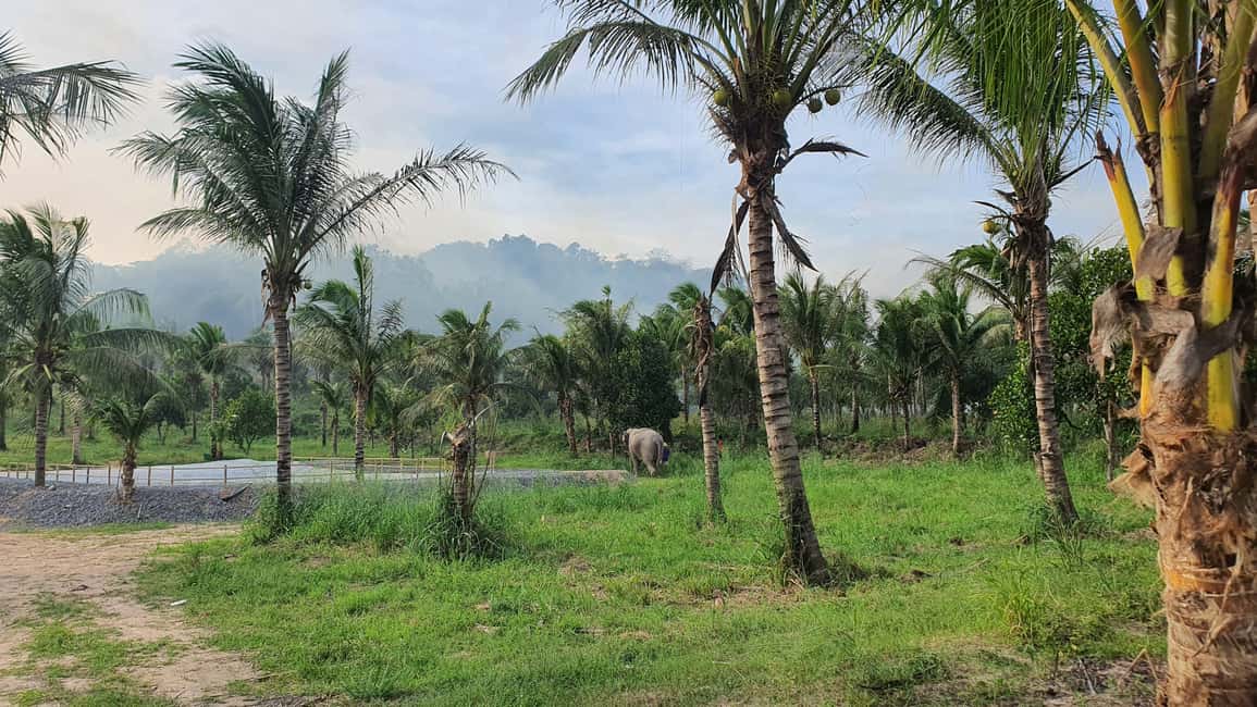 imagen n.º 7 de Desde Bangkok: Excursión de un día al santuario de elefantes Living Green actividad en Provincia de Chon Buri, subida por el proveedor