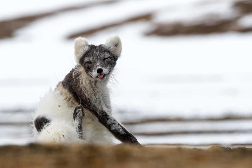 image n.4 of Longyearbyen: Wildlife Safari & Hiking Photography Tour activity in Longyearbyen, uploaded by supplier