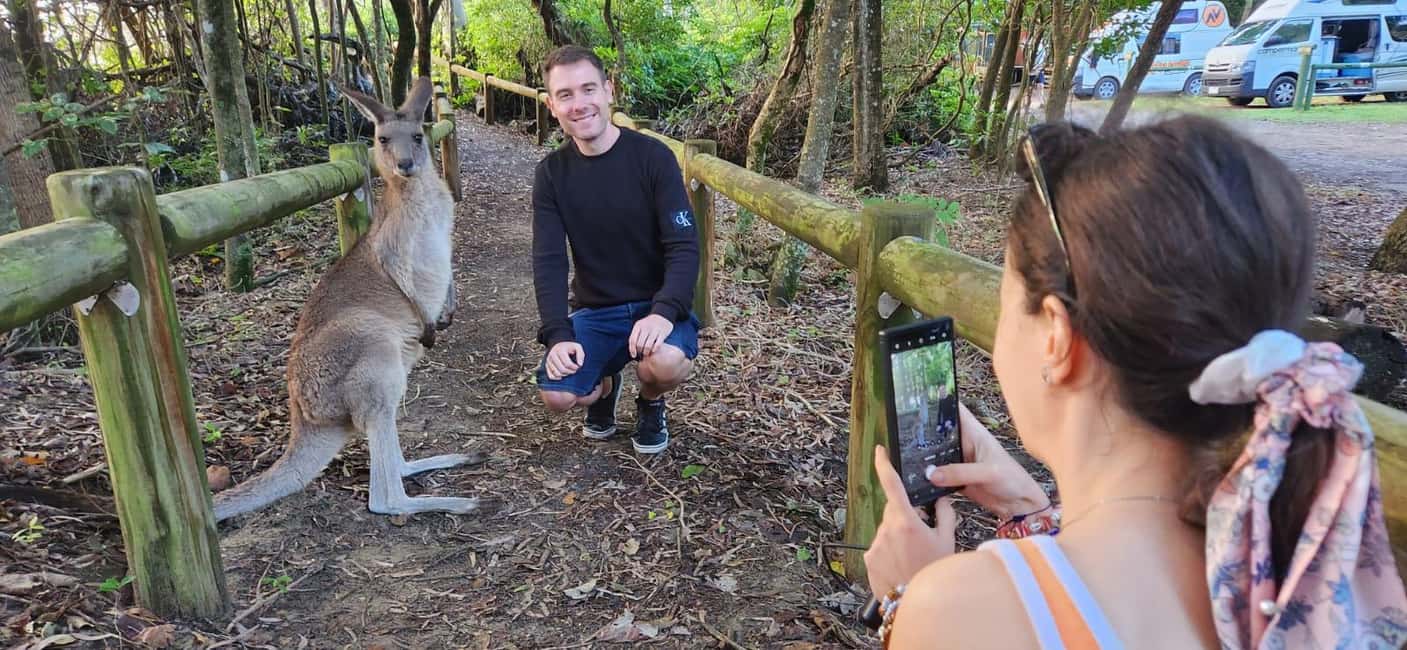 image n.5 of Sunrise with the Kangaroos & Wallabies - Airlie Beach activity in Mackay, uploaded by supplier
