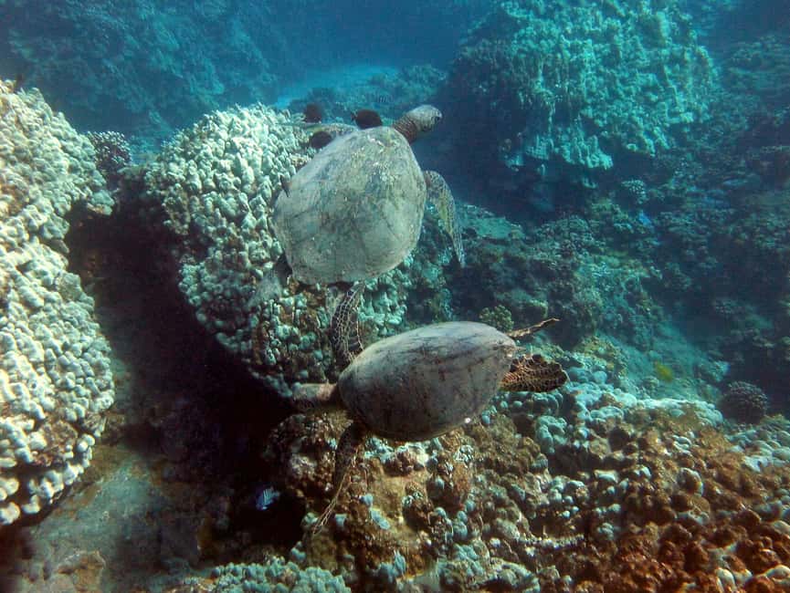image n.11 of Kayak and Snorkel West Maui at Olowalu activity in Hawaii, uploaded by supplier