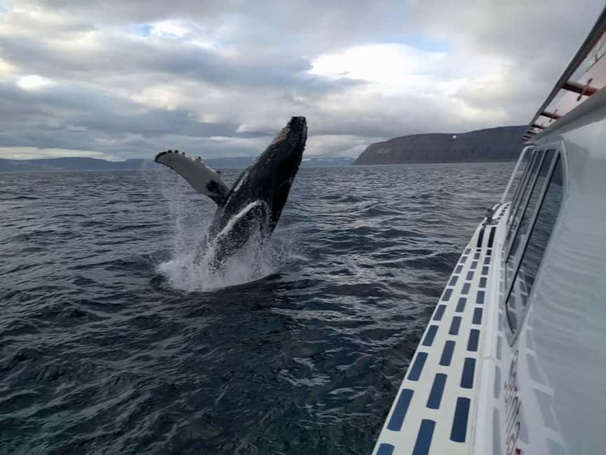 Bild Nr. 1 von Ísafjörður: Walbeobachtungstour in den Westfjorden Aktivität in Ísafjörður, hochgeladen vom Anbieter