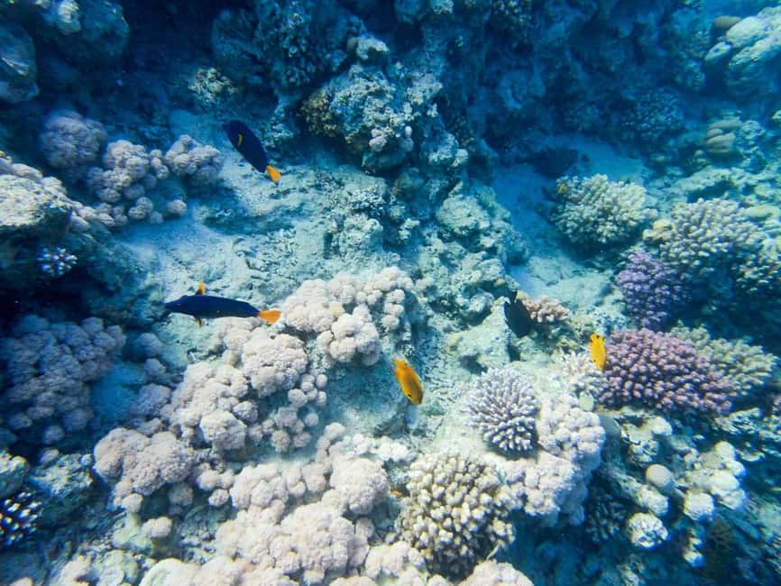 image n.75 of Hurghada: Giftun Island with breakfast, lunch & Water Sports activity in Red Sea Governorate, uploaded by supplier