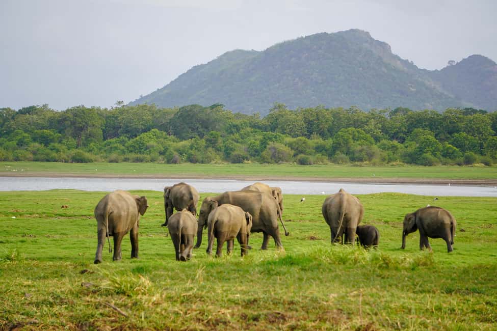image n.5 of Kaudulla National Park Half Day Sri Lanka Jeep Safari activity in North Central Province, uploaded by supplier