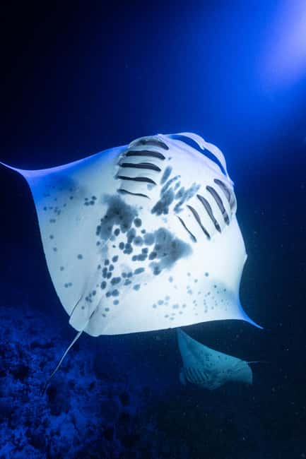image n.4 of Kailua Kona: Manta Ray Night Snorkel Tour with Guide activity in Captain Cook, Hawaii, uploaded by supplier