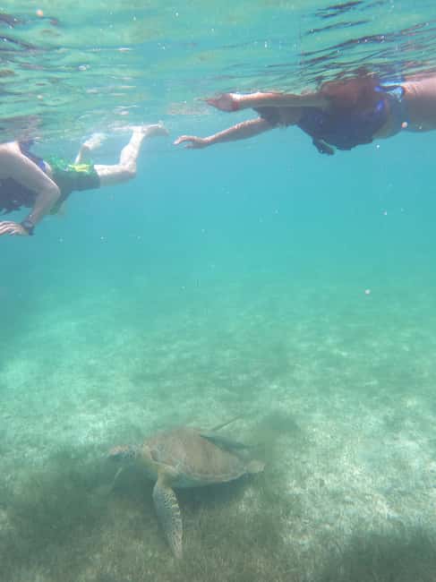 image n.15 of Akumal: Guided Turtle Snorkeling Tour and pictures activity in Akumal, uploaded by supplier
