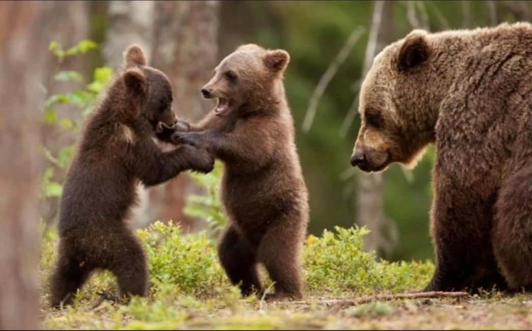 image n.1 of Bucharest: Bear Watching Tour and Top Gear Road Day Trip activity in Câmpulung, uploaded by supplier