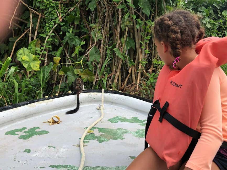 image n.10 of Panama City: Guided Jungle Adventure with Gatun Lake Cruise activity in Colón Province, uploaded by supplier
