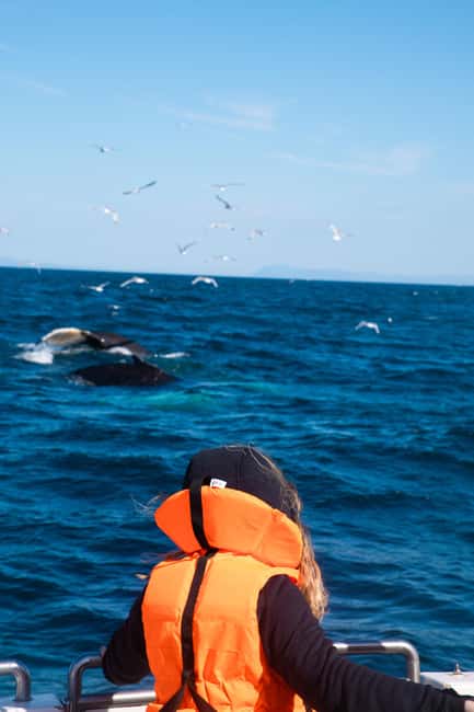 image n.14 of Reykjavik: Best Value Whale Watching Boat Tour activity in Reykjavik, uploaded by supplier