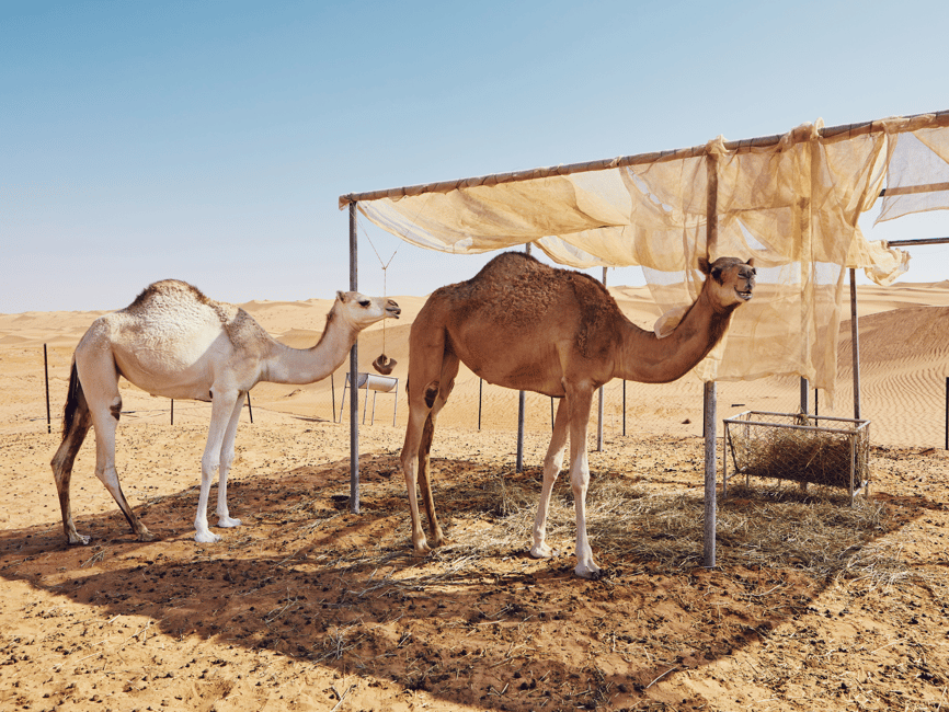 Immagine nº 3 di Muscat: Tour del tramonto nel deserto di Wahiba Sands con cena attività a Mascate, caricata dal fornitore