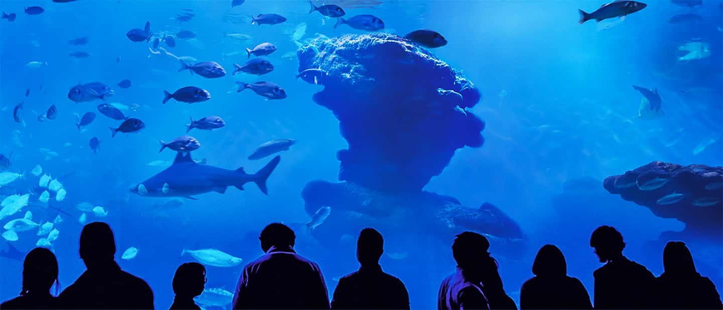 afbeelding n.7 van Mallorca: Toegangbewijs Palma Aquarium met Optionele 3D Bioscoop activiteit in Palma de Mallorca, geüpload door aanbieder