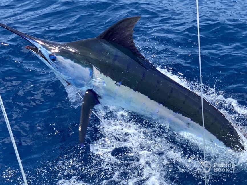 imagem n.6 de Santa Maria: Viagem de pesca ao corrico atividade em Santa Maria, Cabo Verde, carregada pelo fornecedor