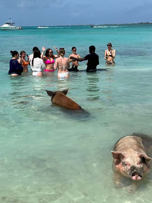 Image N°7 de Nassau : Plongée en apnée, cochons nageurs, tortues et bar de plage activité à Exumas, publiée par le prestataire
