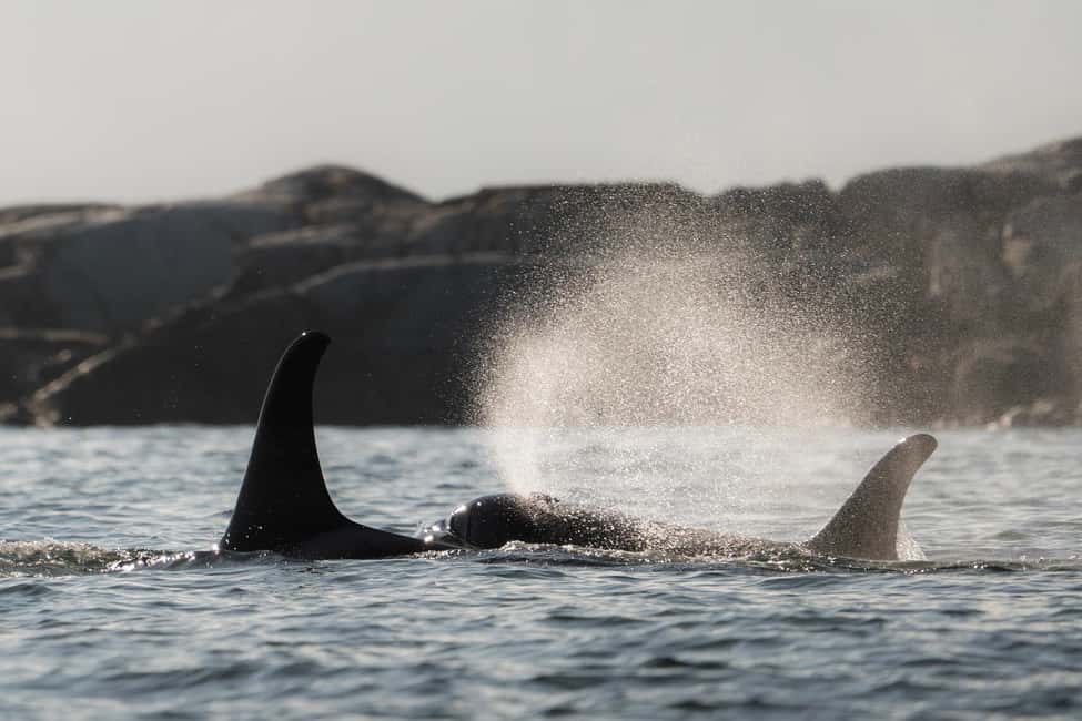 image n.2 of Campbell River: Whale & Wildlife Discovery Cruise activity in British Columbia, uploaded by supplier