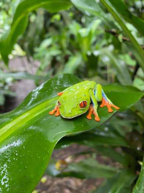 Immagine nº 20 di Guanacaste: gita di un giorno alla foresta pluviale, ai bradipi e alla natura con pranzo attività a Alajuela, caricata dal fornitore