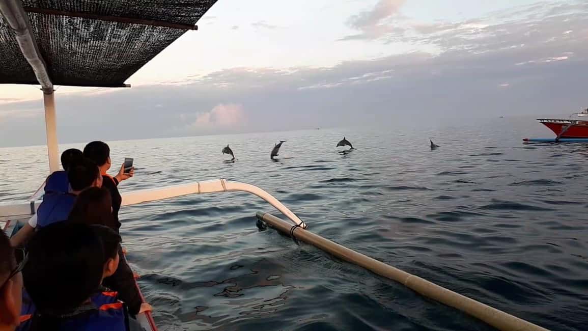 image n.5 of Bali dolphin, swim & snorkeling in Lovina Bali activity in Lovina, uploaded by supplier