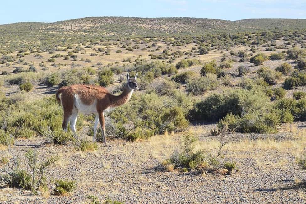 Bild Nr. 5 von Kreuzfahrt Landausflug Peninsula Valdes - Box Lunch inbegriffen Aktivität in Chubut Provinz, hochgeladen vom Anbieter