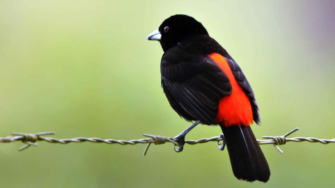 image n.46 of Carara National Park: Best Tour Carara National Park-One Day activity in Puntarenas Province, uploaded by supplier