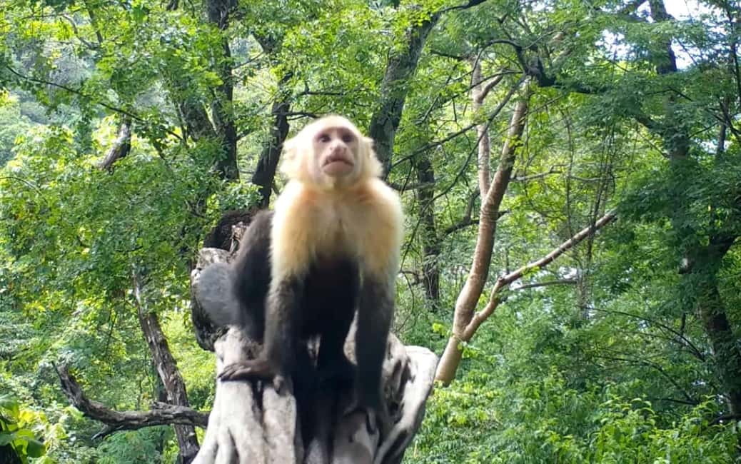 image n.43 of Carara National Park: Best Tour Carara National Park-One Day activity in Puntarenas Province, uploaded by supplier