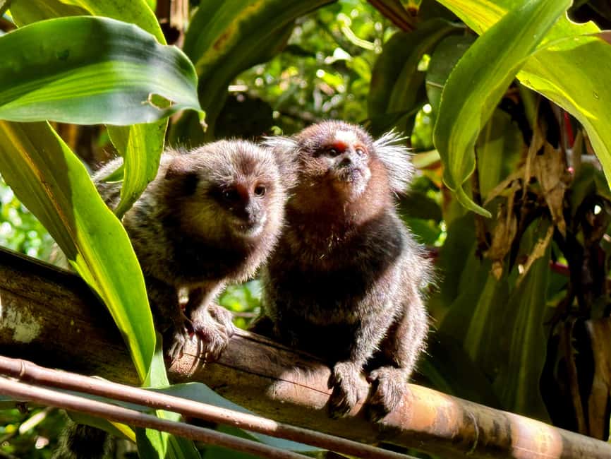 imagen n.º 2 de Río: Senderismo por la selva tropical de Tijuca, cascadas, cuevas y fauna silvestre actividad en Río de Janeiro, subida por el proveedor