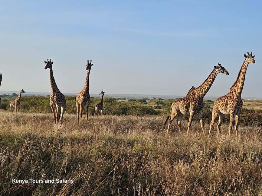 image n.71 of Elephant Orphanage, Giraffee Center, Karen Blixxen Meseum activity in Nakuru, uploaded by supplier