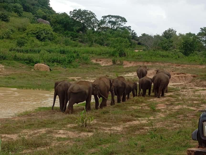 image n.6 of From Dambulla/Sigiriya/: Minneriya National Park 4hr safari activity in Anuradhapura, uploaded by supplier
