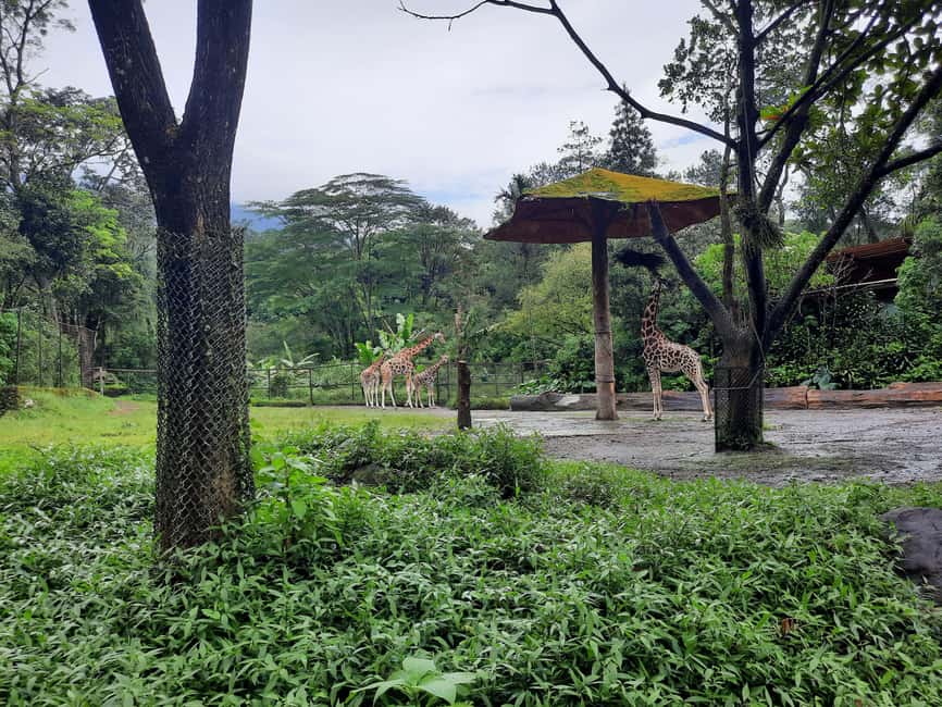 image n.6 of Jakarta : Taman Safari, Panda Palace, and Waterfall activity in Bogor, uploaded by supplier