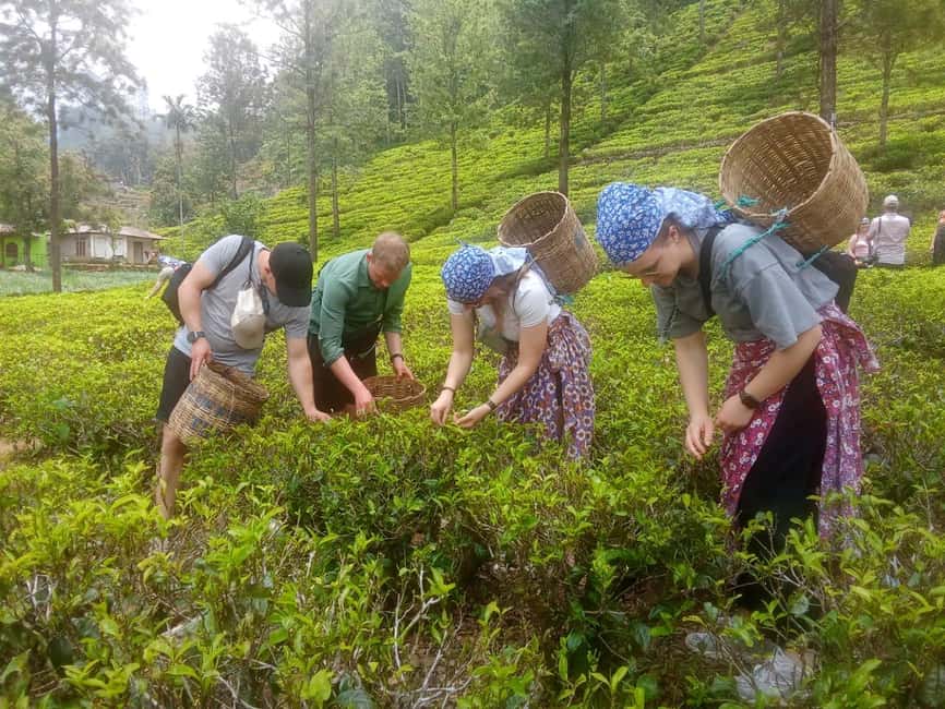 image n.17 of Nuwara Eliya Full day: 5Waterfalls, 2Tea Test & pick by TUK activity in Nuwara Eliya, uploaded by supplier