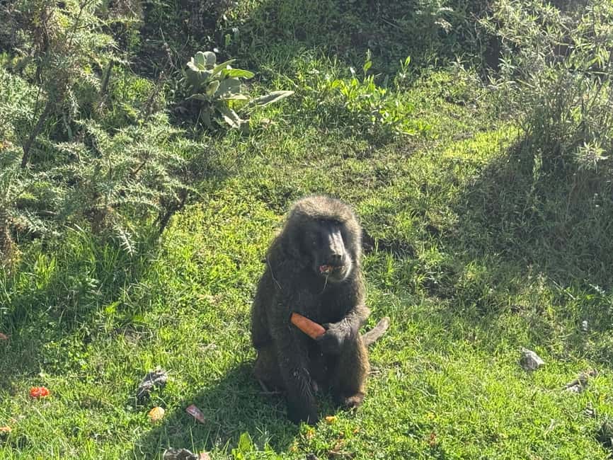 image n.7 of From Addis Ababa: Wenchi Crater Lake Day Trip with Lunch activity in Oromia Region, uploaded by supplier