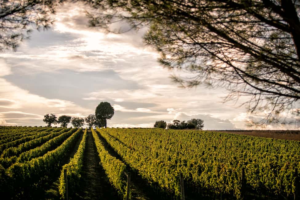Immagine nº 27 di Montefalco: Tour della cantina e del vigneto e degustazione privata attività a Montefalco, caricata dal fornitore