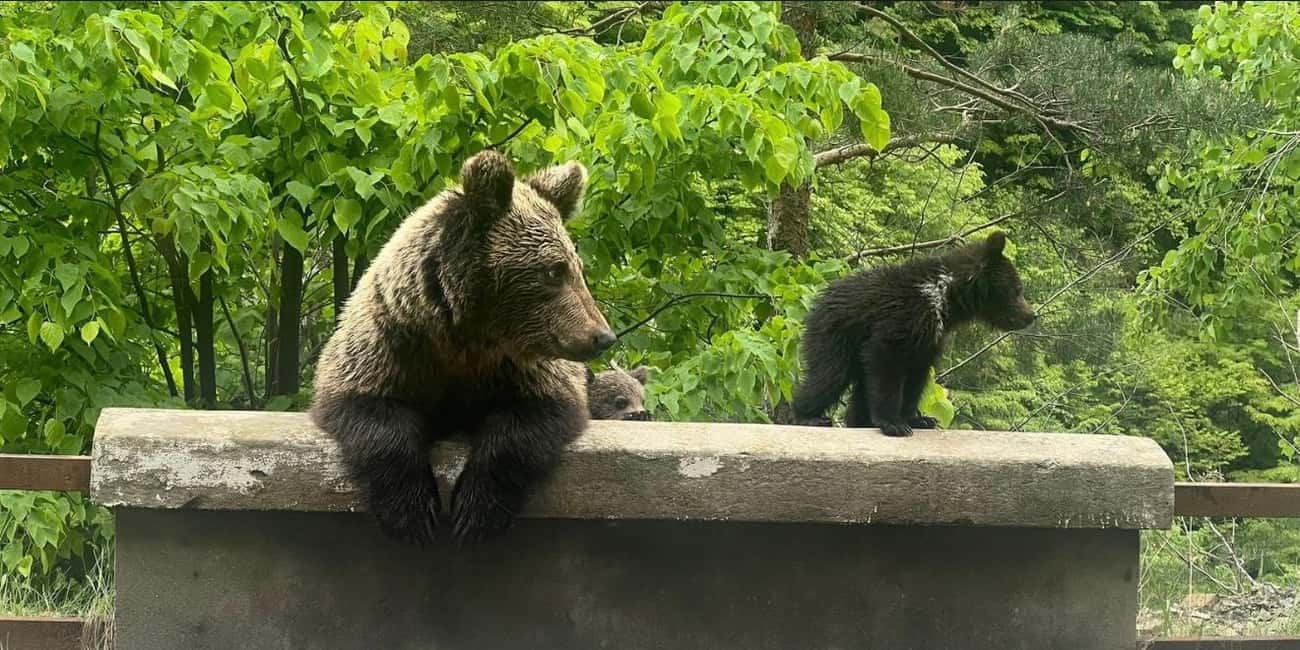 image n.5 of Bucharest: Bear Watching Tour and Top Gear Road Day Trip activity in Câmpulung, uploaded by supplier
