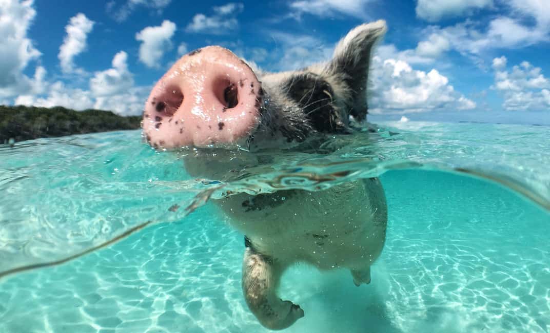 Image N°15 de Depuis Nassau : Nager avec des cochons Safari activité à Nassau, Bahamas, publiée par le prestataire