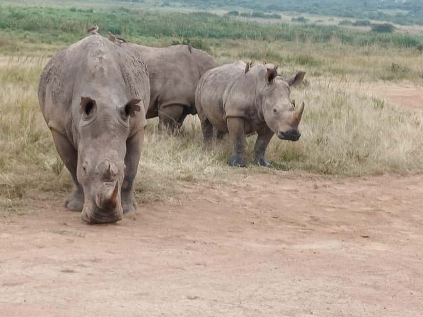 image n.11 of Nairobi: National Park & Optional Elephants & Giraffe Center activity in Nairobi, uploaded by supplier