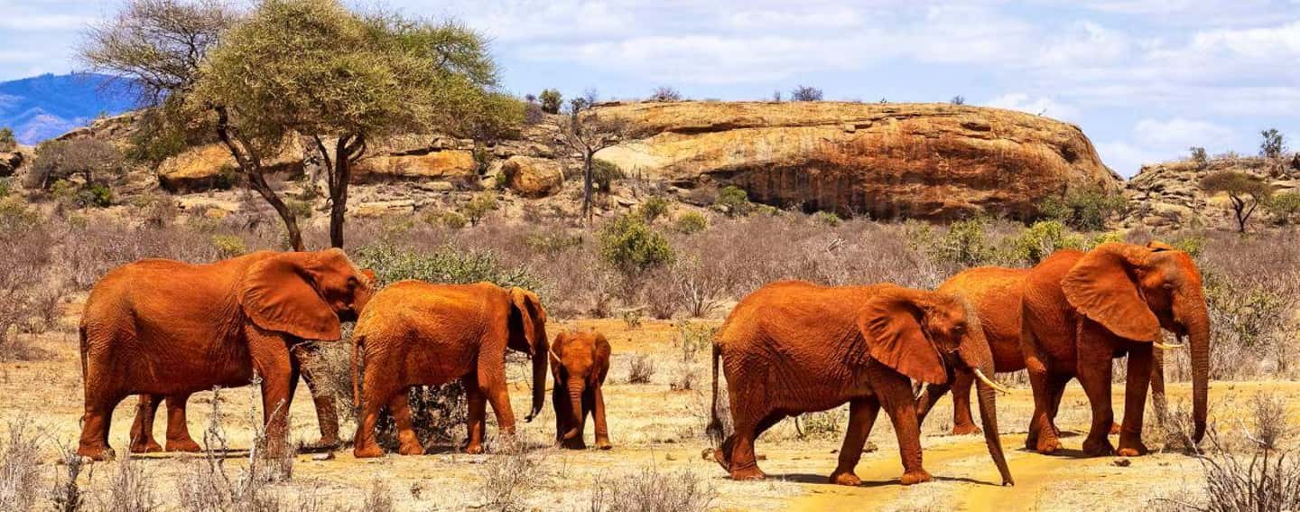 image n.38 of 2-Days Wildlife Safari to Tsavo East & Tsavo West Park activity in Coast Province, uploaded by supplier