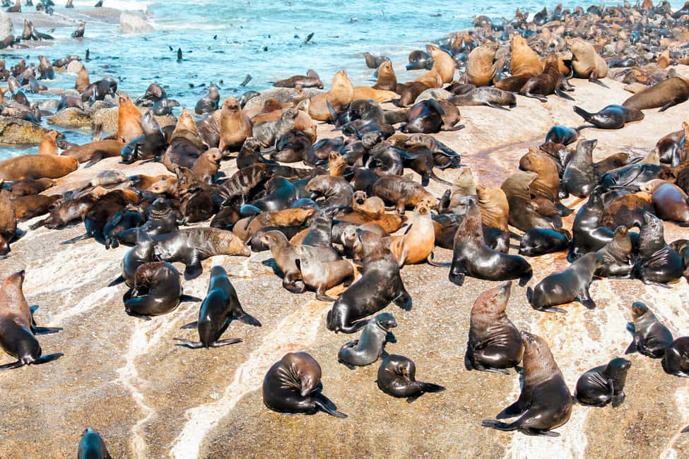 image n.7 of Cape Town: Robben Island Ferry Tour with 1-Way Hotel Pickup activity in Cape Town, uploaded by supplier