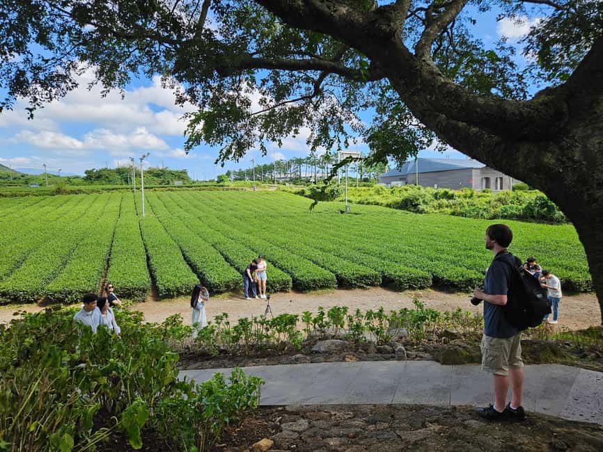 image n.8 of Jeju Island: Full-Day SouthWest Bus Tour with Entry Fees activity in Seogwipo-si, uploaded by supplier