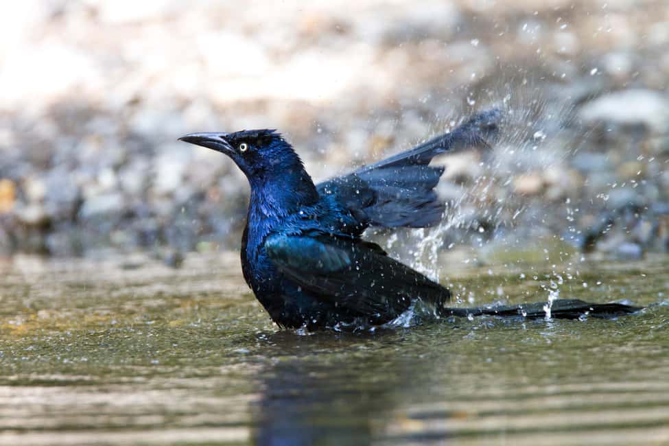 image n.2 of Private Avellanas Wildlife Walk activity in Tamarindo, uploaded by supplier
