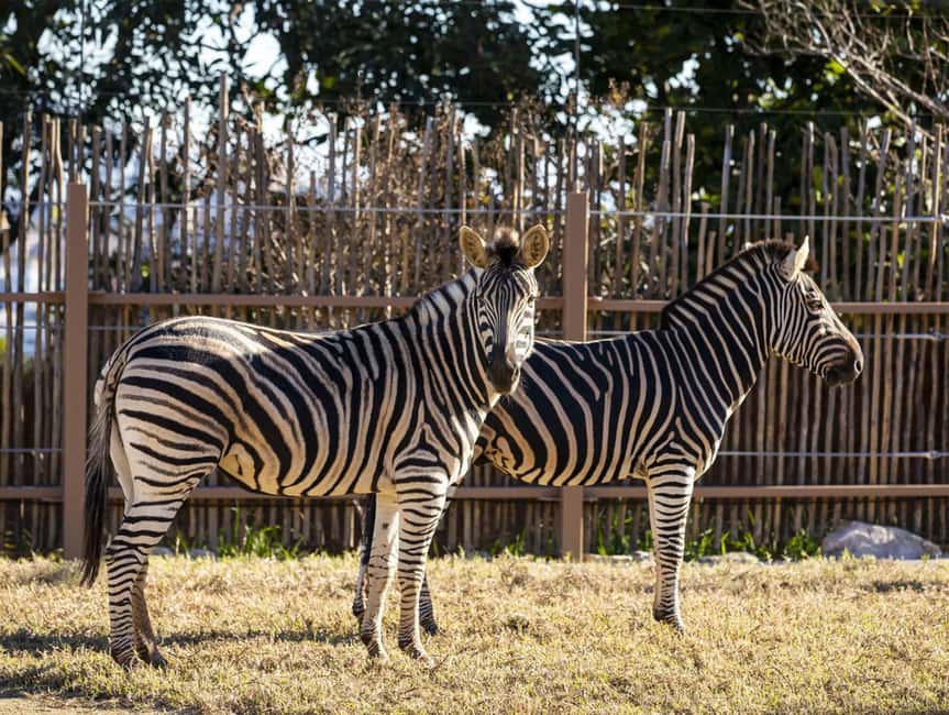 image n.3 of Sydney: Taronga Zoo Tickets activity in Sydney, uploaded by supplier