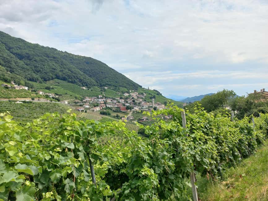 Immagine nº 3 di Da Venezia e Treviso: Tour enogastronomico delle Colline del Prosecco attività a Venezia, caricata dal fornitore