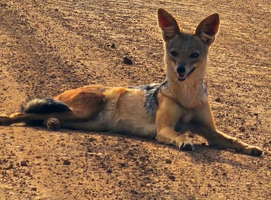 image n.11 of Nairobi : Nairobi National Park: 5- hours Guided Game Drive activity in Nairobi, uploaded by supplier
