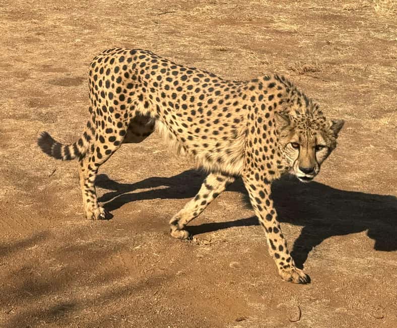 imagem n.5 de De Joanesburgo: Excursão à chita atividade em Pretória, carregada pelo fornecedor
