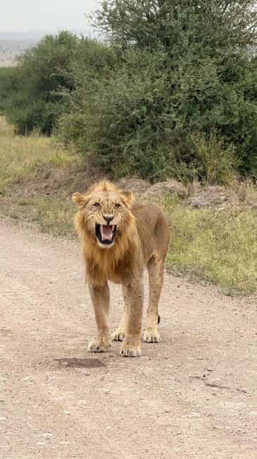 image n.12 of Nairobi : Nairobi National Park: 5- hours Guided Game Drive activity in Nairobi, uploaded by supplier
