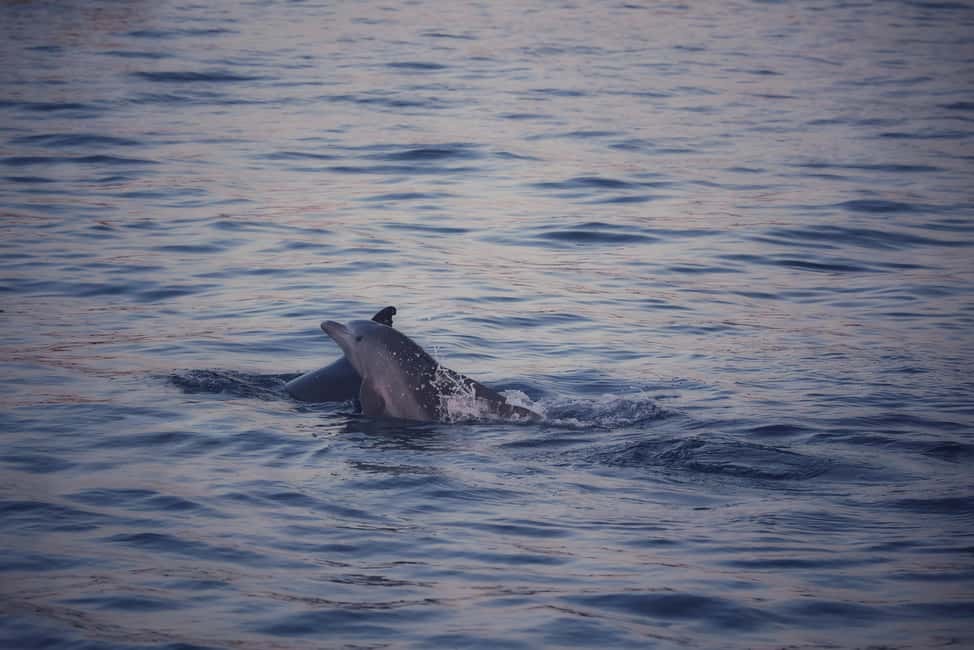 Immagine nº 3 di Rovigno: tour del fiordo al tramonto con barbecue, nuoto e delfini attività a Istarska, caricata dal fornitore